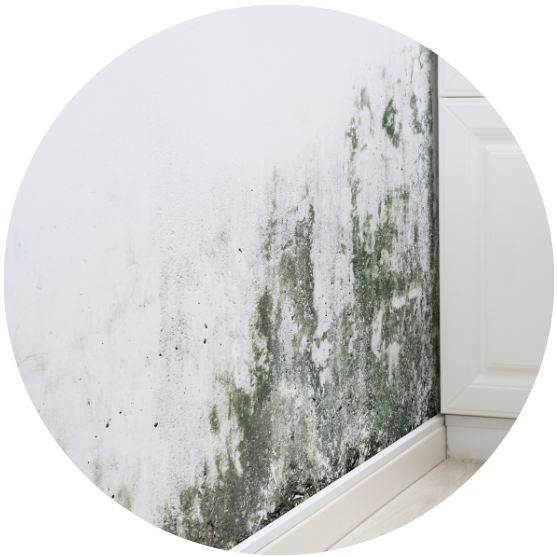 Mold Remediation Consulting Brian has helped contractors, home owners and commercial property managers across North America conquer difficult mold removal projects. Brian’s extensive training.. Read More..